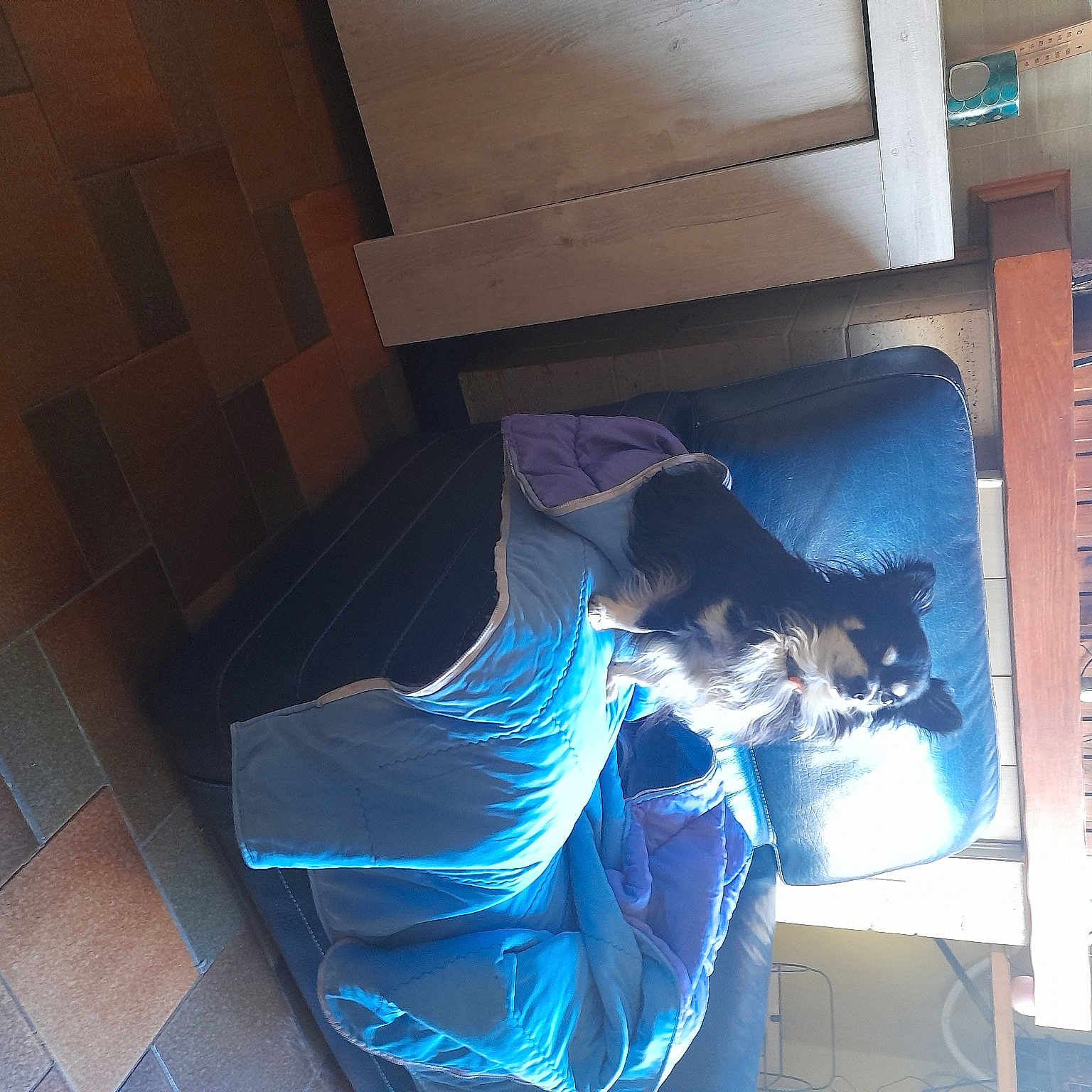 Motcho participe au concours pour gagner de l'argent avec cette photo : display_device, electric_blue, felidae, flooring, fun, fur, machine, multimedia, room, service, small_to_medium_sized_cats, sporting_group, tail, television_set, visual_arts, wood