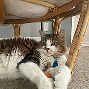 Milo is registered to the contest to win money with this photo: cat, long_hair, tabby, tuxedo_cat, white_paws, green_eyes, whiskers, fluffy, pet, animal, lying_down, relaxed, indoor, under_chair, wicker_furniture, carpet, portrait, close_up, blue_tag, cozy