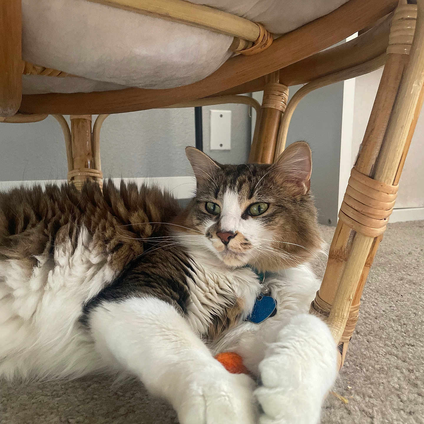 Milo