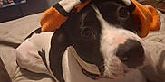 Moo Moo joined the competition — help win amazing prizes! animal, bed, black_and_white, blanket, casual, collar, cozy, curious, dog, domestic, figurines, furniture, indoor, looking_up, lying_down, pet, resting, room, sock, television