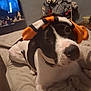 Moo Moo joined the competition — help win amazing prizes! dog, black_and_white, bed, sock, indoor, pet, curious, lying_down, blanket, collar, furniture, television, figurines, room, cozy, animal, domestic, looking_up, resting, casual