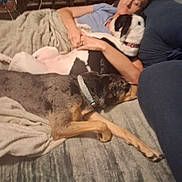 Moo Moo is registered to the contest to win money with this photo: person, dog, couch, blanket, sleeping, resting, indoor, furniture, home, relaxing, animal, pet, canine, collar, carpet, comfort, nap, brown, black_and_white, human
