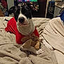 Moo Moo is registered to the contest to win money with this photo: animal, bed, black_and_white, blanket, canine, casual, comfort, cozy, dog, furniture, home, indoor, living_room, person_on_tv, pet, plush_toy, red_shirt, resting, television, watching_tv