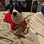 Moo Moo joined the competition — help win amazing prizes! dog, indoor, blanket, plush_toy, red_shirt, bed, television, furniture, living_room, pet, canine, cozy, resting, comfort, animal, domestic, relaxed, couch, toy, blanket_texture