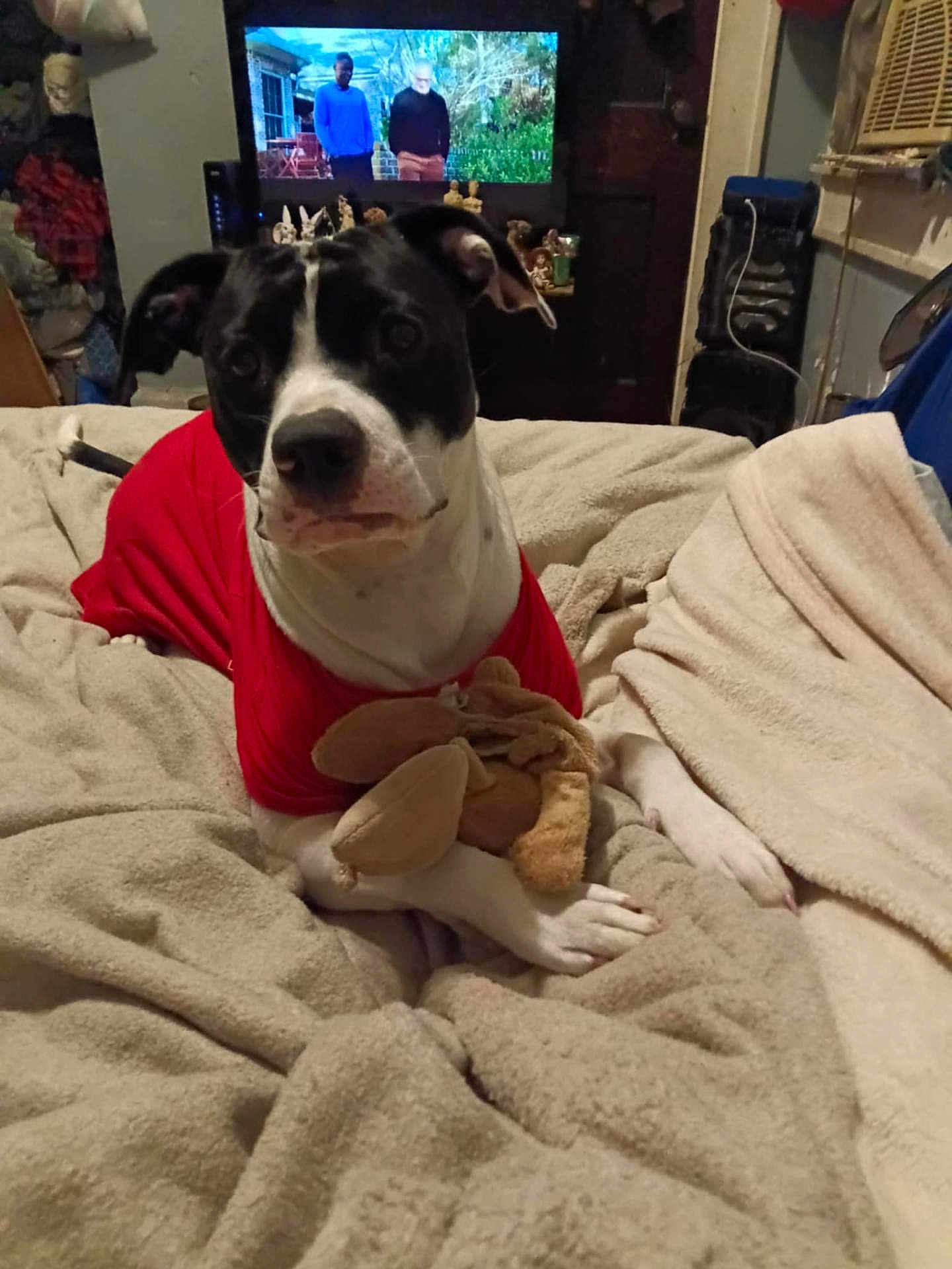 Moo Moo joined the competition — help win amazing prizes! dog, indoor, blanket, plush_toy, red_shirt, bed, television, furniture, living_room, pet, canine, cozy, resting, comfort, animal, domestic, relaxed, couch, toy, blanket_texture