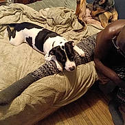 Moo is registered to the contest to win money with this photo: bed, black_and_white_dog, blanket, brown_dog, comfort, couch, cozy, dog, furniture, indoor, leggings, patterned_clothing, paw, person, relaxing, resting, sitting, tail, wood_floor, wooden_furniture
