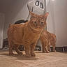 Bugg joined the competition — help win amazing prizes! animal, cat, cat_tree, chair, curious, domestic_cat, feline, floor, gaming_chair, ginger_cat, home, indoor, looking, orange_fur, paws, pet, tail, tile_floor, two_cats, whiskers