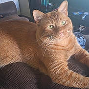Bugg is registered to the contest to win money with this photo: animal, blanket, cat, closeup, comfort, couch, cozy, feline, fur, ginger_cat, green_eyes, home, indoor, living_room, pet, relaxed, resting, soft_light, texture, whiskers