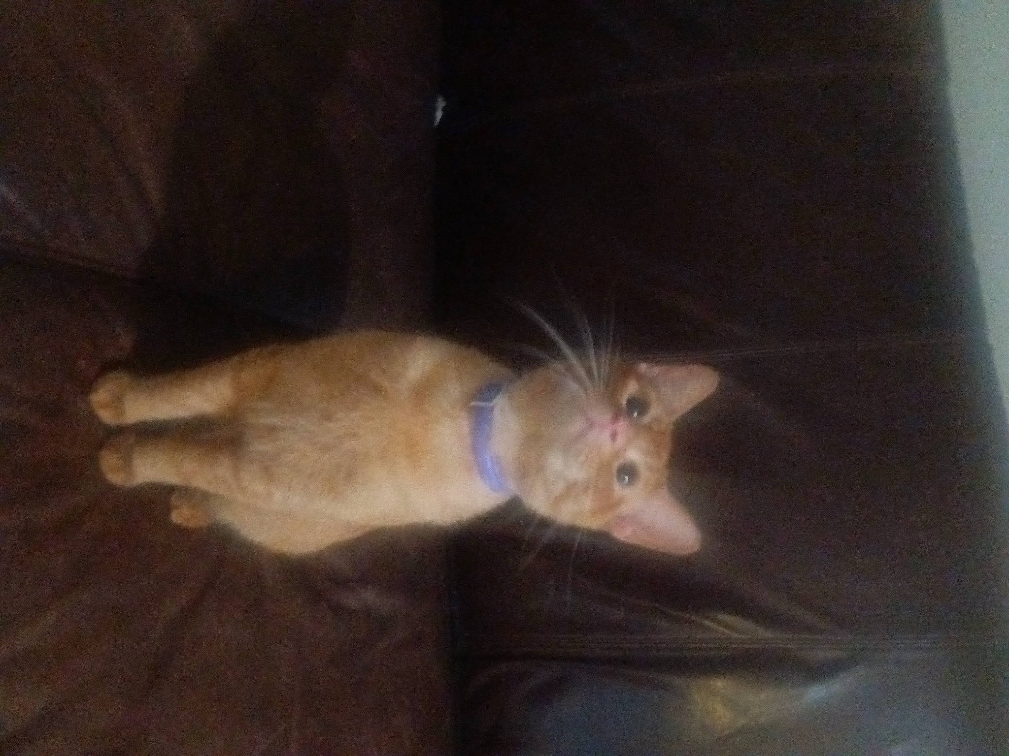 Bugg is registered to the contest to win money with this photo: carnivore, cat, claw, domestic_short_haired_cat, ear, fawn, felidae, fur, hardwood, paw, small_to_medium_sized_cats, snout, tail, whiskers, wood