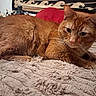 Bugg is registered to the contest to win money with this photo: animal, bed, blanket, cat, closeup, cozy, cute, decor, domestic_cat, feline, fur, indoor, orange_tabby, pet, pillow, relaxed, resting, shelf, skulls, whiskers