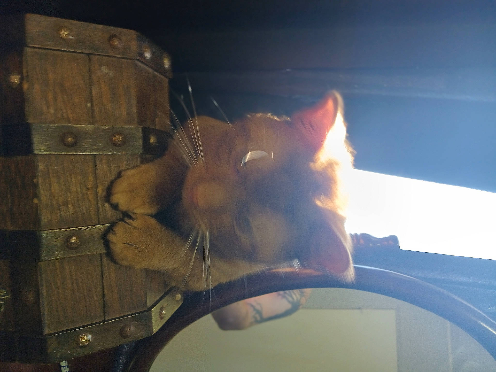 Bugg is registered to the contest to win money with this photo: animation, carnivore, cat, eyewear, fawn, felidae, guitar, heat, lens_flare, metal, musical_instrument, room, shadow, small_to_medium_sized_cats, string_instrument, tail, tints_and_shades, visual_arts, whiskers, wood