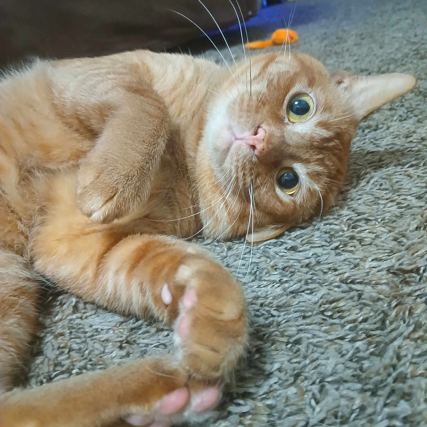 Bugg is registered to the contest to win money with this photo: abyssinian, animal, architecture, bodypart, building, cat, couch, finger, furniture, hand, hardwood, indoors, kitten, livingroom, manx, person, pet, plywood, room, wood