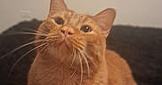 Bugg joined the competition — help win amazing prizes! animal, background, cat, closeup, companion, cozy, curious, cute, domestic_cat, feline, fur, indoor, looking_up, orange_tabby, pet, portrait, sitting, soft_light, texture, whiskers