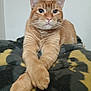 Nugget is registered to the contest to win money with this photo: cat, orange_tabby, feline, pet, animal, paws, crossed_paws, blanket, indoor, resting, fur, whiskers, ears, face, cute, cozy, relaxed, domestic_animal, portrait, comfortable