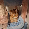Nugget is registered to the contest to win money with this photo: cat, ginger_cat, cat_tree, blanket, furniture, pet, indoor, cozy, feline, soft, relaxed, ears, whiskers, cute, animal, resting, home, looking, comfort, orange_cat