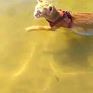 Nugget is registered to the contest to win money with this photo: cat, swimming, water, orange_cat, animal, pet, harness, outdoor, nature, shallow_water, mammal, fur, paddling, yellow_water, aquatic, summer, daylight, wildlife, focused, pet_accessory