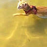 cat, swimming, water, orange_cat, animal, pet, harness, outdoor, nature, shallow_water, mammal, fur, paddling, yellow_water, aquatic, summer, daylight, wildlife, focused, pet_accessory