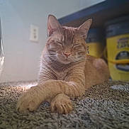 Nugget joined the competition — help win amazing prizes! cat, ginger_cat, carpet, indoor, pet, relaxed, crossed_paws, feline, household, floor, domestic_animal, mammal, whiskers, ears, sleeping, cozy, fur, close_up, resting, cute