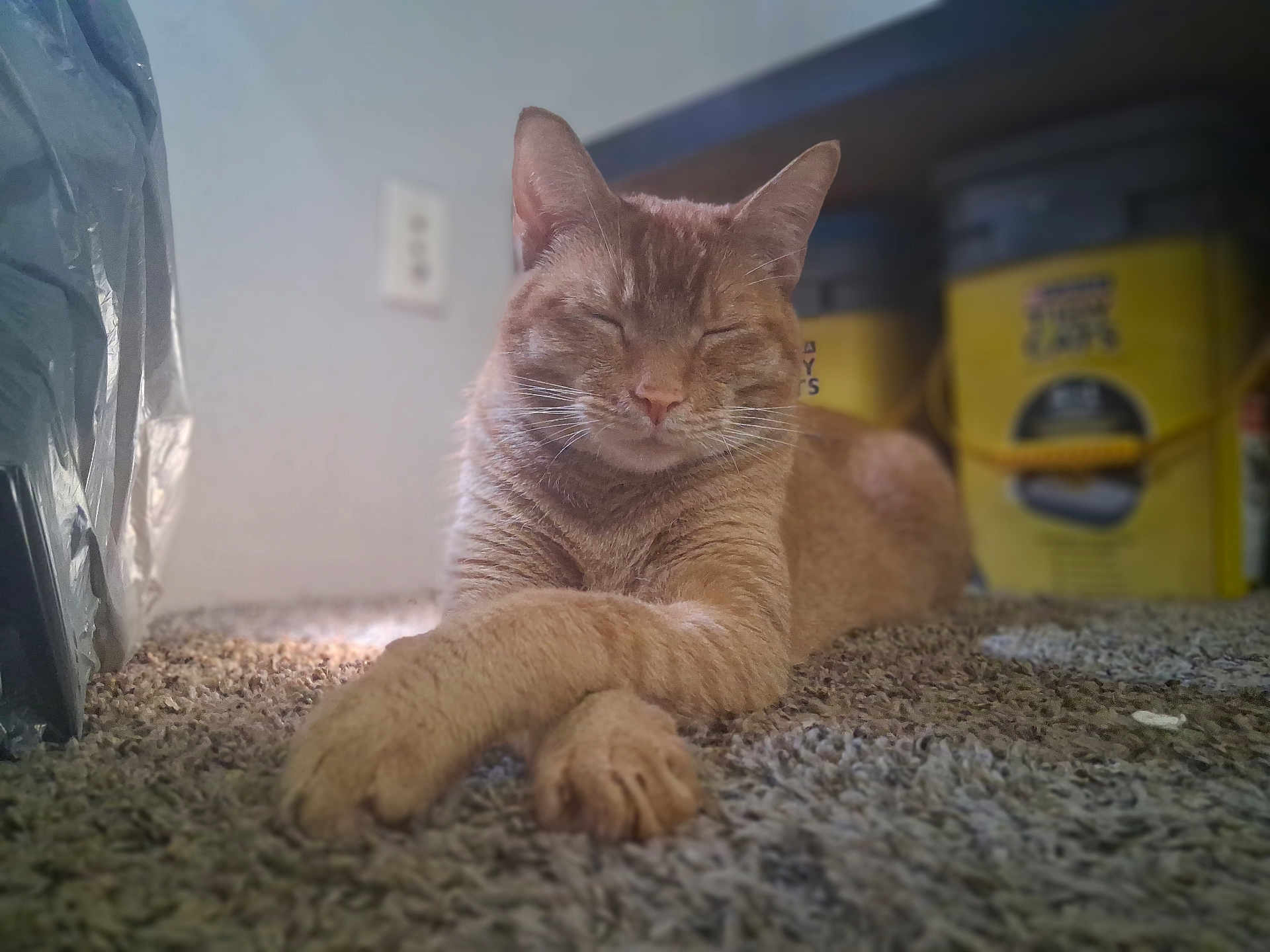 Nugget joined the competition — help win amazing prizes! cat, ginger_cat, carpet, indoor, pet, relaxed, crossed_paws, feline, household, floor, domestic_animal, mammal, whiskers, ears, sleeping, cozy, fur, close_up, resting, cute