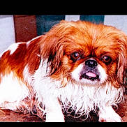 Baby is registered to the contest to win money with this photo: dog, pet, pekingese, small_dog, wet_fur, tongue_out, brown_and_white, close_up, portrait, indoor, bench, fur, sad_eyes, companion, domestic_animal, mammal, whiskers, cute, sitting, expressive_eyes