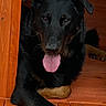 dog, black_dog, brown_paws, dog_house, wooden_floor, tongue_out, pet, canine, resting, indoors, animal, paw, fur, friendly, cute, cozy, portrait, young_dog, relaxed, companion