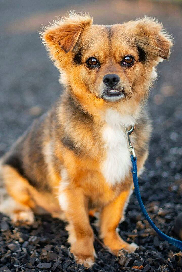 Brownie joined the competition — help win amazing prizes! canidae, carnivore, companion_dog, dog, dog_breed, dog_supply, fawn, fur, plant, russkiy_toy, snout, sporting_group, terrestrial_animal, toy_dog, whiskers, wildlife, working_dog