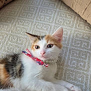 Mrs . Lola joined the competition — help win amazing prizes! kitten, cat, calico, pet, animal, whiskers, paw, collar, bow, necklace, indoor, fabric, texture, cute, resting, fur, closeup, young, domestic, eyes