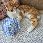 George joined the competition — help win amazing prizes! cat, orange_cat, white_cat, hat, blue_hat, checkered_pattern, blanket, textured_blanket, couch, pillow, floral_pattern, indoor, pet, relaxed, resting, fur, whiskers, animal, cozy, closeup