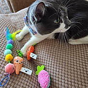 Mr.tortellini is registered to the contest to win money with this photo: cat, tuxedo_cat, pet, animal, toy, plush_toy, colorful, bow_tie, whiskers, green_eyes, indoor, feline, curious, soft_texture, beige_background, playful, cute, close_up, relaxed, domestic_animal