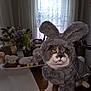 cat, costume, bunny_ears, gray_fur, yellow_eyes, table, indoor, curtain, plush_toys, decorations, eggs, wooden_floor, chair, soft_lighting, pet, animal, cute, funny_costume, home, holiday_decor