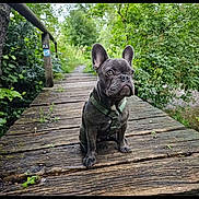 Stuart joined the competition — help win amazing prizes! dog, french_bulldog, puppy, bridge, wood, outdoor, nature, greenery, forest, path, pet, animal, leash, harness, canine, cute, sitting, young, small_dog, scenery