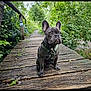 dog, french_bulldog, puppy, bridge, wood, outdoor, nature, greenery, forest, path, pet, animal, leash, harness, canine, cute, sitting, young, small_dog, scenery