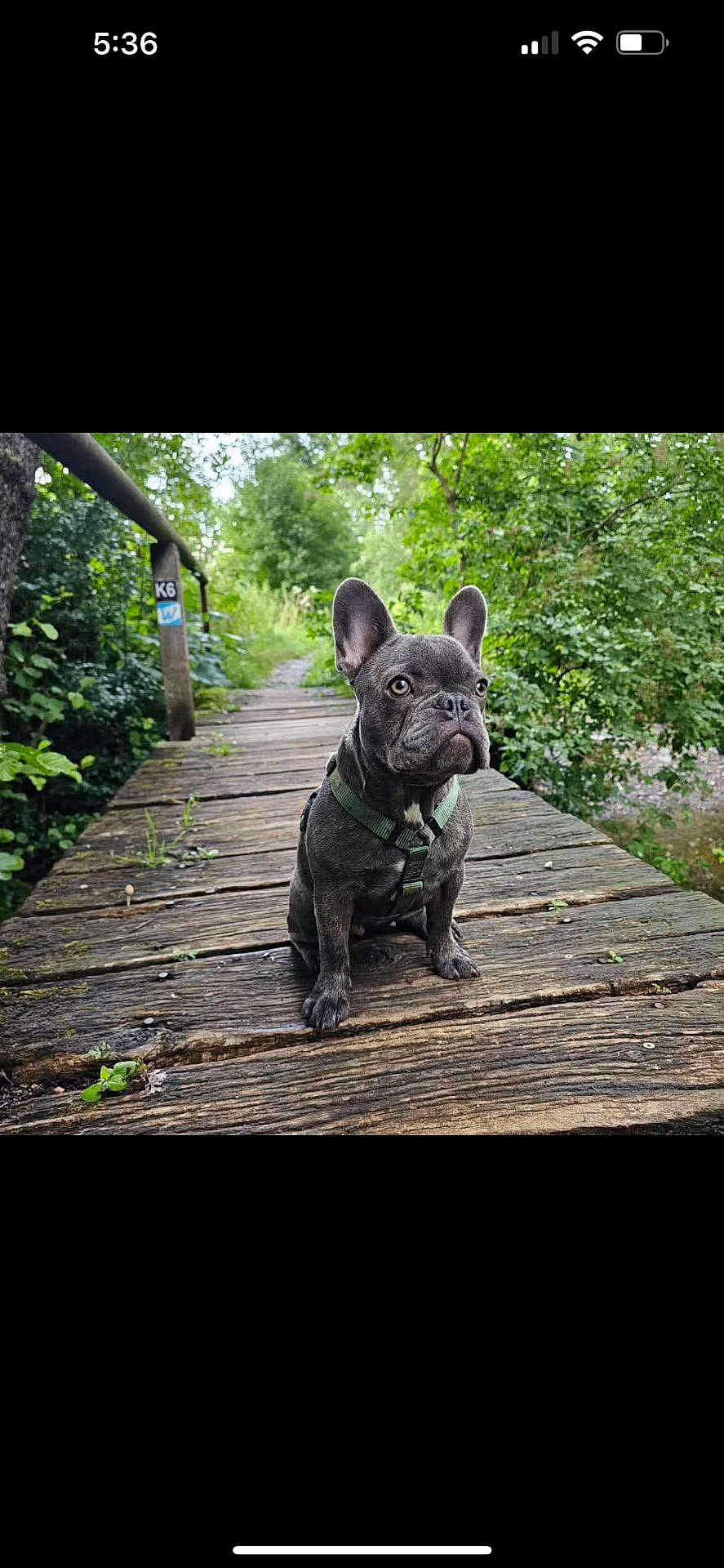 Stuart joined the competition — help win amazing prizes! dog, french_bulldog, puppy, bridge, wood, outdoor, nature, greenery, forest, path, pet, animal, leash, harness, canine, cute, sitting, young, small_dog, scenery