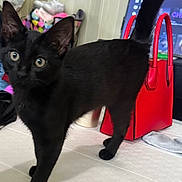 Novacain joined the competition — help win amazing prizes! black_cat, kitten, pet, indoor, bed, red_handbag, mirror, clothes, television, curious, feline, tail_up, looking_at_camera, domestic_animal, young_cat, floor, room, household_item, close_up, animal