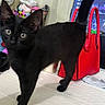 black_cat, kitten, pet, indoor, bed, red_handbag, mirror, clothes, television, curious, feline, tail_up, looking_at_camera, domestic_animal, young_cat, floor, room, household_item, close_up, animal
