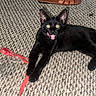 Novacain is registered to the contest to win money with this photo: black_cat, cat, pet, animal, carpet, red_strap, plastic_pouch, indoor, playful, tongue_out, mouth_open, ear, paw, fur, footwear, sandal, texture, floor, domestic_animal, cute