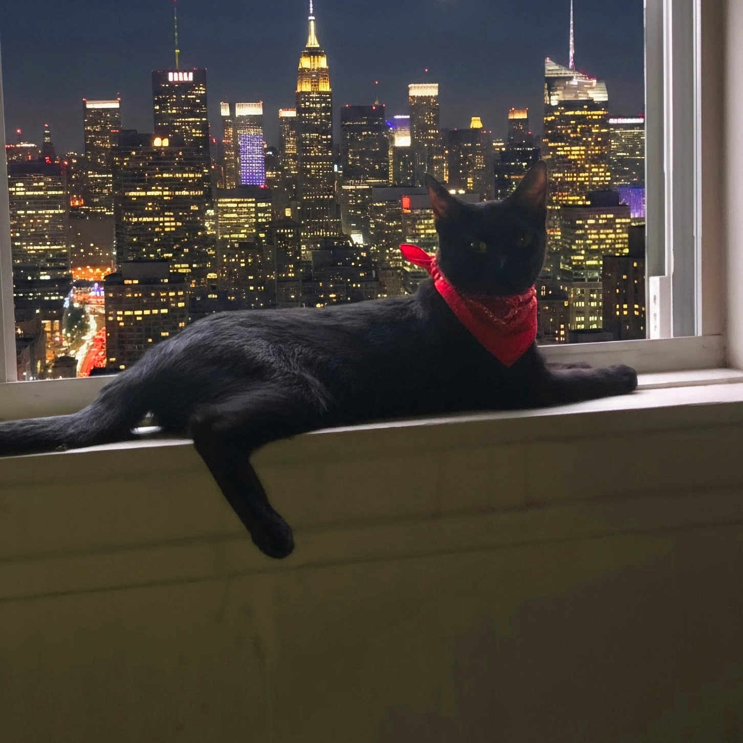 Novacain is registered to the contest to win money with this photo: cat, black_cat, red_bandana, windowsill, night, cityscape, city_lights, skyscrapers, full_moon, urban, window, animal, pet, indoor, relaxing, silhouette, dark, building, sky, mysterious