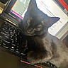 Novacain is registered to the contest to win money with this photo: black_cat, cat, laptop, keyboard, computer, screen, exercise, indoor, pet, sleeping_cat, animal, technology, resting, close_up, feline, home, leisure, lenovo, typing, workstation