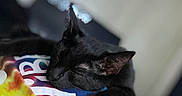 Novacain joined the competition — help win amazing prizes! cat, black_cat, sleeping, tie_dye, colorful, shirt, pet, animal, indoor, cozy, resting, fur, whiskers, paw, close_up, cute, domestic_cat, nap, relaxed, soft