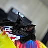cat, black_cat, sleeping, tie_dye, colorful, shirt, pet, animal, indoor, cozy, resting, fur, whiskers, paw, close_up, cute, domestic_cat, nap, relaxed, soft