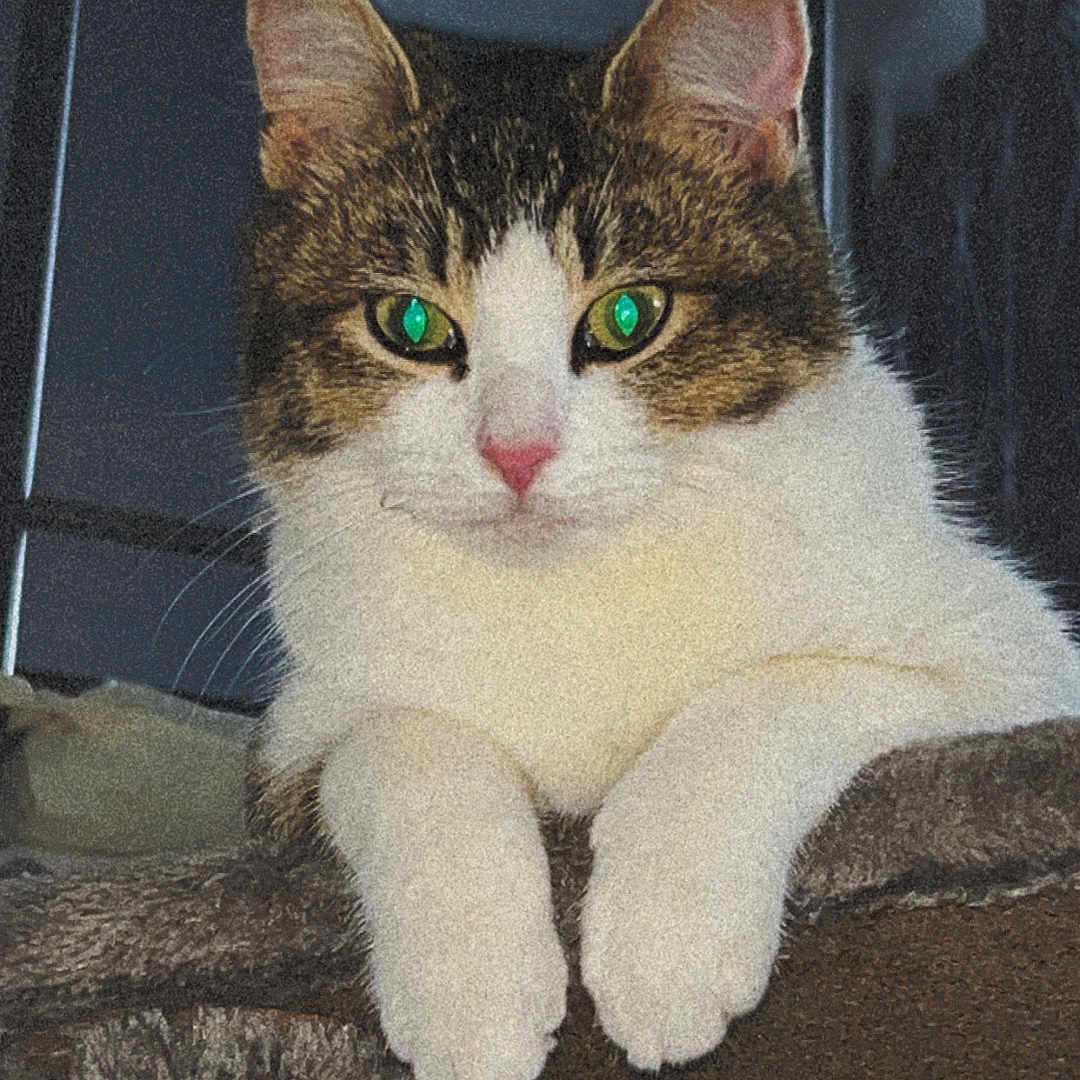 Kitty participe au concours pour gagner de l'argent avec cette photo : cat, tabby_cat, white_cat, green_eyes, pet, animal, feline, sitting, lounging, paws, whiskers, pink_nose, portrait, indoor, home, cat_tree, furniture, closeup, text_overlay, funny_pose