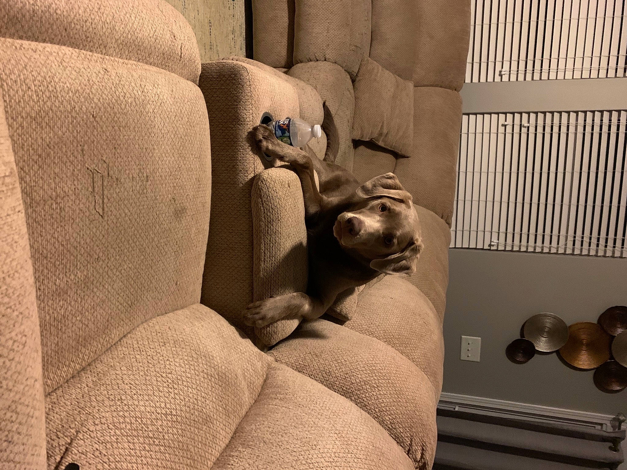 Luna is registered to the contest to win money with this photo: armrest, canidae, carnivore, comfort, companion_dog, couch, dog, dog_breed, flooring, human_leg, interior_design, living_room, mammal, monochrome, monochrome_photography, room, studio_couch, tints_and_shades, wood, working_animal