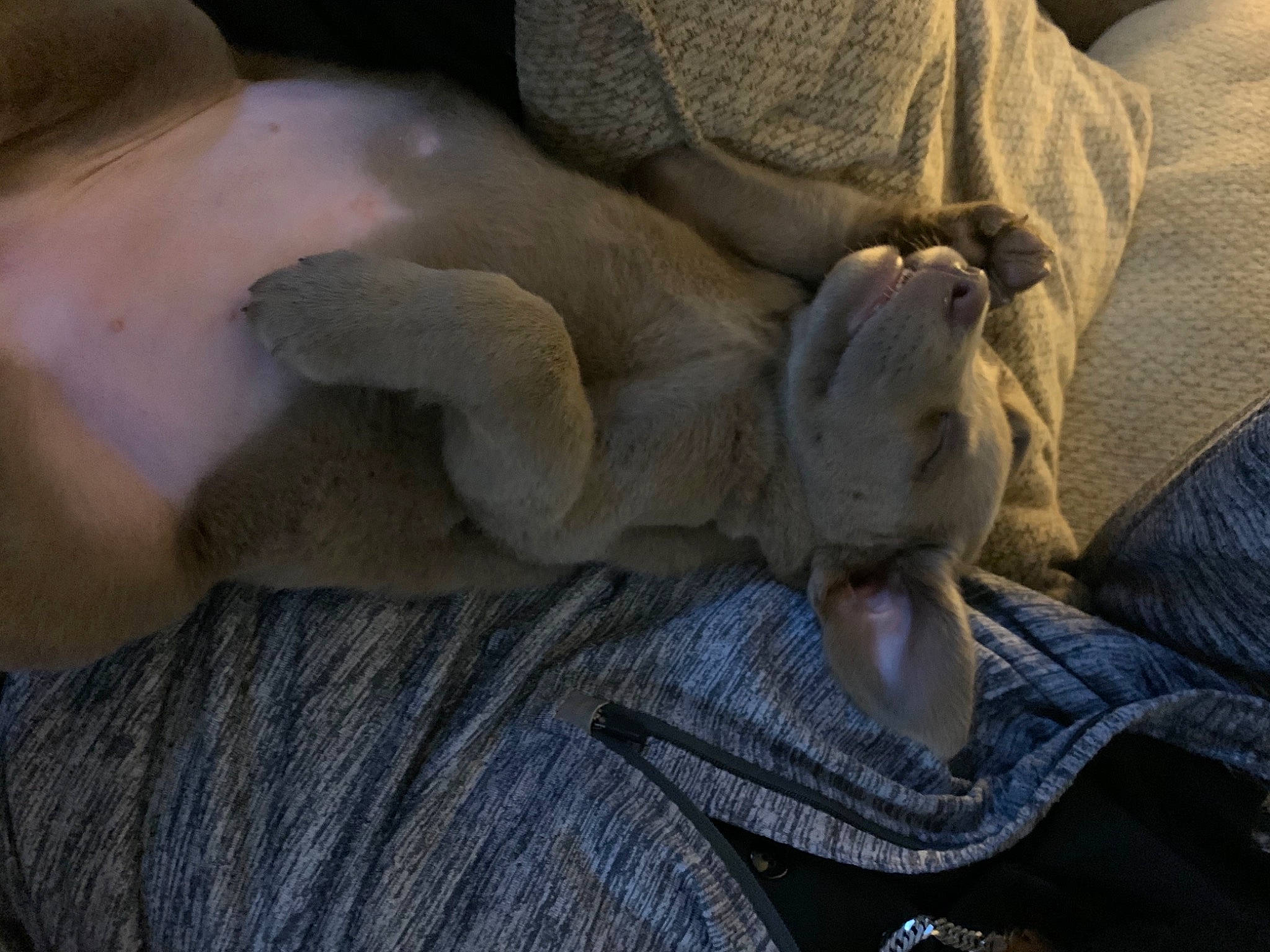 Luna is registered to the contest to win money with this photo: comfort, companion_dog, denim, dog_breed, fawn, felidae, foot, gesture, grey, human_leg, knee, linens, nail, plush, reptile, snout, stuffed_toy, wood, wrinkle, wrist