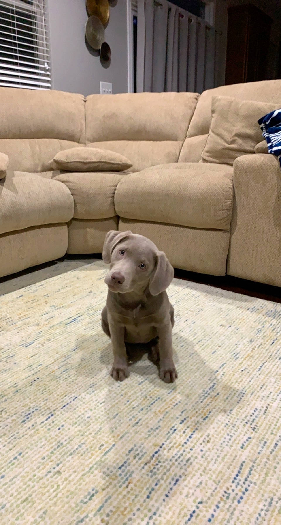 Luna joined the competition — help win amazing prizes! canidae, carnivore, comfort, companion_dog, couch, dog, dog_breed, fawn, floor, flooring, hardwood, liver, living_room, snout, sofa_bed, sporting_group, studio_couch, tail, wood, working_animal