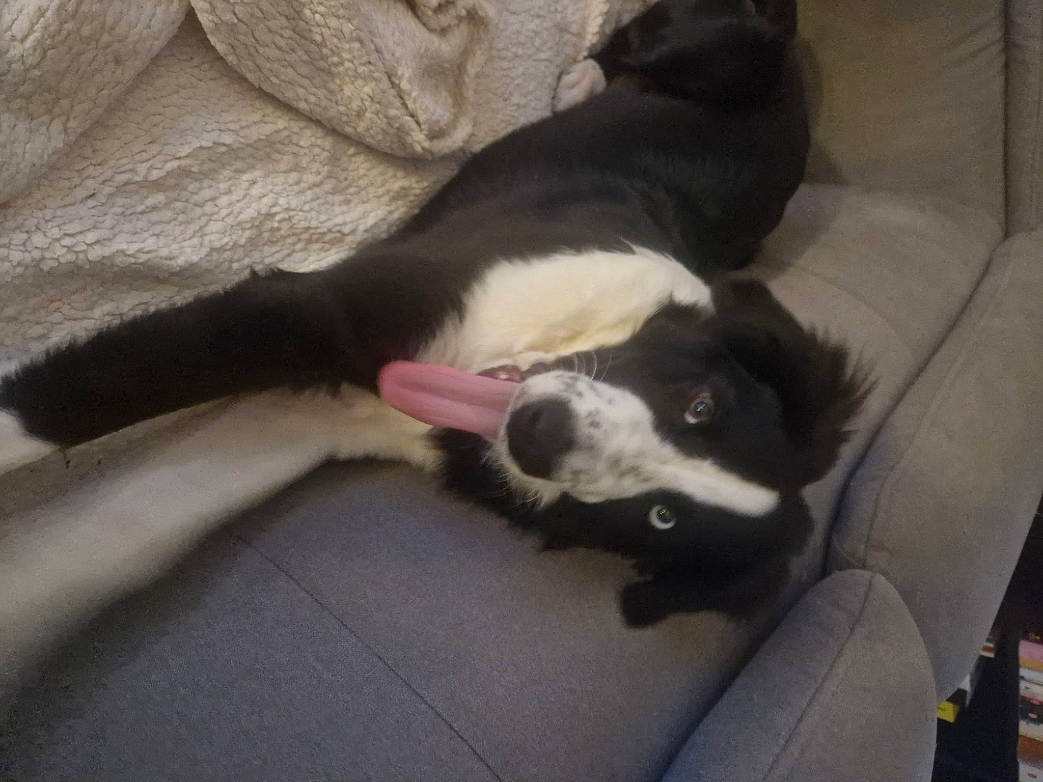 Taiko a rejoint le concours — aidez-le/la à gagner de superbes lots ! borador, canidae, carnivore, comfort, companion_dog, couch, dog, dog_breed, fur, non_sporting_group, sleeper_chair, sporting_group, tail, watch, working_animal