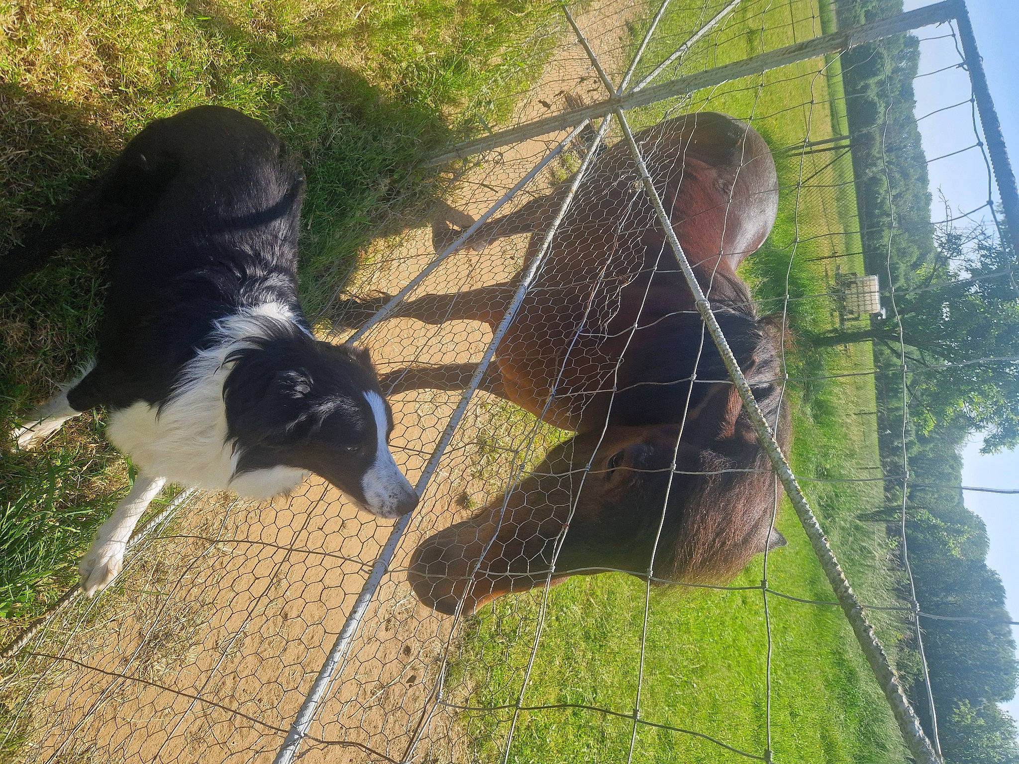 Taiko a rejoint le concours — aidez-le/la à gagner de superbes lots ! beak, dog_breed, fawn, felidae, flightless_bird, fur, galliformes, grass, mesh, net, phasianidae, plant, sky, sporting_group, tail, terrestrial_animal, tree, wildlife, wire_fencing, working_animal