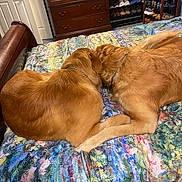Charlie And Darcy is registered to the contest to win money with this photo: animal, bed, bedroom, blanket, cabinet, canine, couch, dog, drawer, furniture, goldenretriever, homedecor, indoors, interiordesign, person, pet, puppy, quilt, room, sleeping