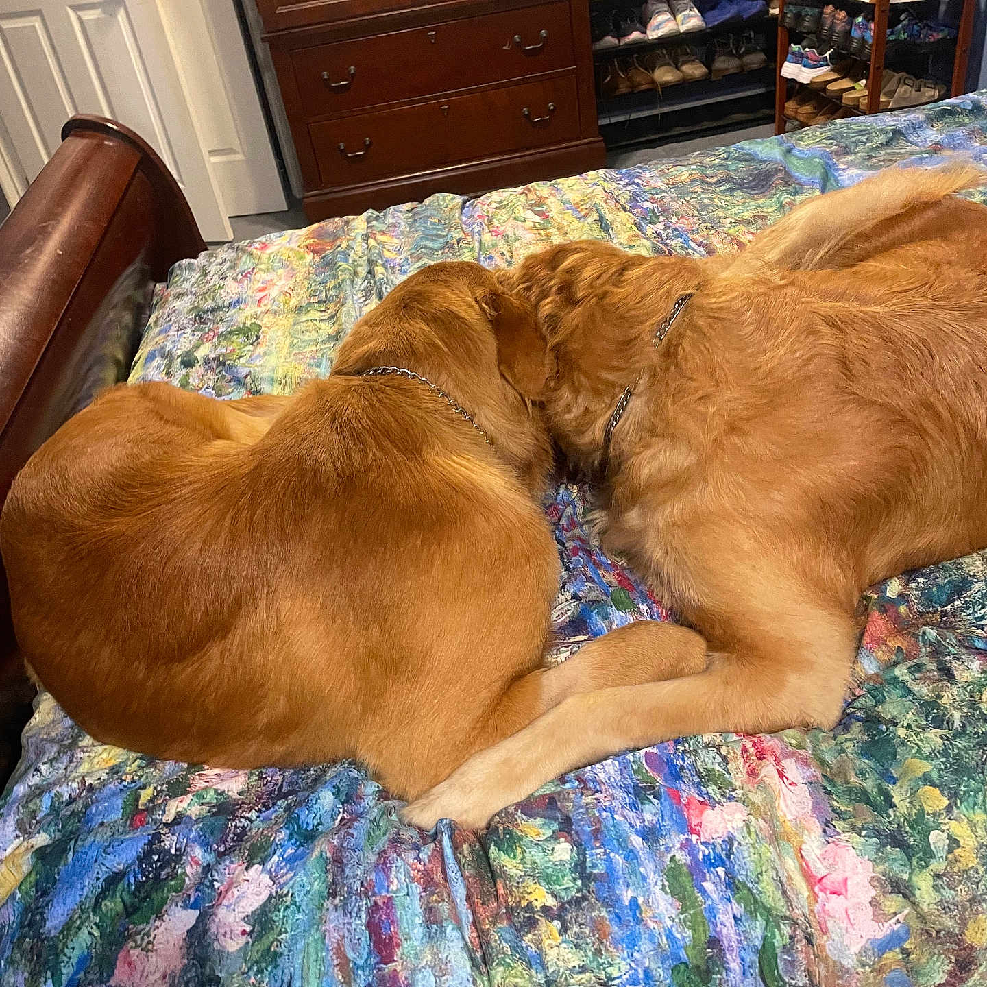 Charlie And Darcy is registered to the contest to win money with this photo: animal, bed, bedroom, blanket, cabinet, canine, couch, dog, drawer, furniture, goldenretriever, homedecor, indoors, interiordesign, person, pet, puppy, quilt, room, sleeping