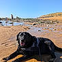 Lobo a rejoint le concours — aidez-le/la à gagner de superbes lots ! dog, black_dog, beach, sand, rocks, water, sunny, harness, leash, outdoor, sky, people, shoreline, summer, relaxing, nature, happy, canine, vacation, recreation