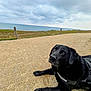 Lobo participe au concours pour gagner de l'argent avec cette photo : dog, black_labrador, outdoor, path, coast, sea, cloudy_sky, grass, fence, leash, pet, animal, nature, landscape, quiet, resting, daytime, muzzle, paws, canine